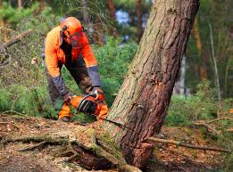 Professional Tree Removal and Landscaping Services in Valley Green, PA